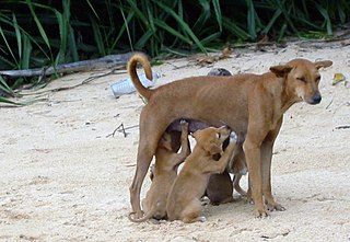 image of a dog nursing her pups